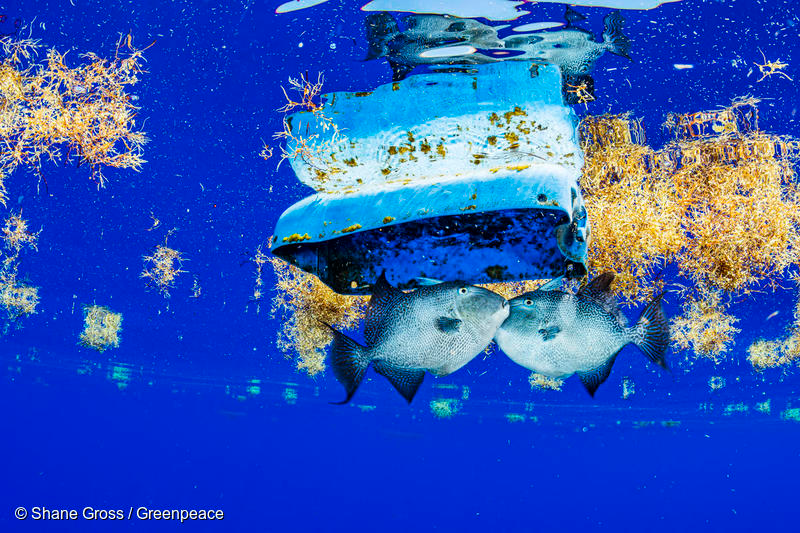 A pair of triggerfish find shelter beneath some plastic near sargassum.